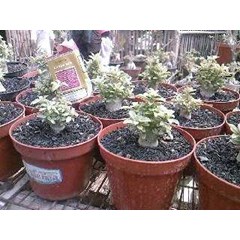 adenium mini brokoli