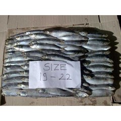 frozen sardine