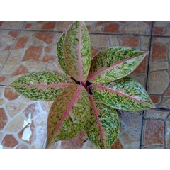 srikandi daun oval (terjual)