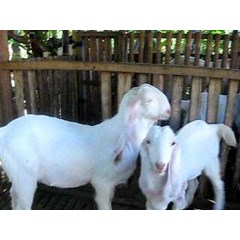 bibit kambing etawa
