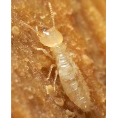 termite control