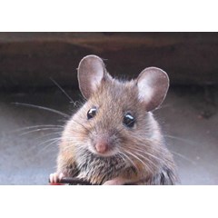 rodent control