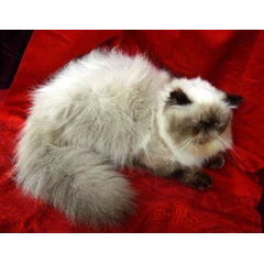 garfield mugi, jantana himalayan, pedigree cfi. extreem peaknose, perfect seal point, bapak import, adopted