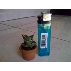 sansevieria pinguicula super mini size