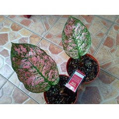 ruby wayang 2 pot ( terjual-batam)