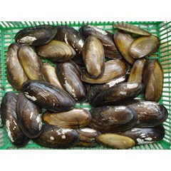 : kerang kijing