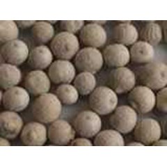 * * * * * supplier lada putih / white pepper* * * * *