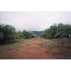 plantation cpo