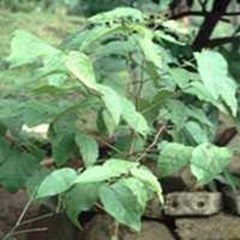 daun jati belanda