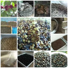 civet coffee