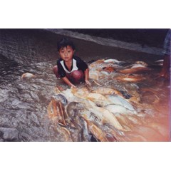 ikan konsumsi