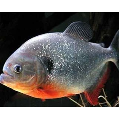 ikan bawal hitam