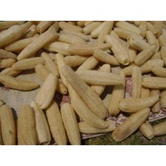 gambas atau loofah
