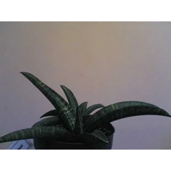 s. fischeri 2
