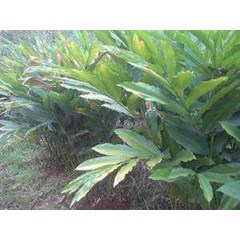 kapulaga ~ biji kapulaga ~ amomum cardamomum * * sms= + 62858-7638-9979 * * sms= + 6281-32622-0589 * * sms= + 6281-901-389-117 * * nurida479@ rocketmail.com