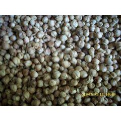 amomum cardamomum ~ kapulaga ~ kapulogo ~ kapol ~ kapolagha ~ palagha ~ kapulaga ~ karkolaka* * sms= + 62858-7638-9979 * * sms= + 6281-32622-0589 * * sms= + 6281-901-389-117 * * email= nurida479@ rocketmail.com