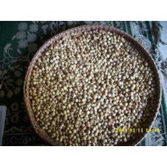kapulogo ~ amomum cardamomum ~ tanaman kapulaga * * sms= + 6285876389979 * * sms= + 6281326220589 * * sms= + 6281901389117 * * nurida479@ rocketmail.com