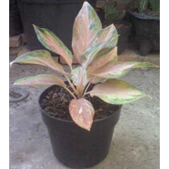 aglaonema golden baby - a