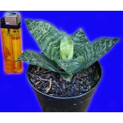 sansevieria hahnii ( kecil)