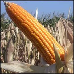 jagung pipilan
