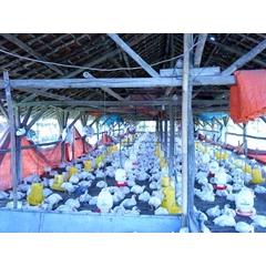 ayam broiler/ pedaging