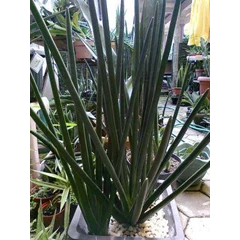 sansevieria erythraeae anak