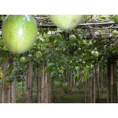 buah markisa segar/ fresh passion fruits var.flavicarpa