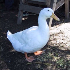 menjual bebek peking hidup/ konsumsi