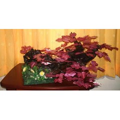 7.pohon cantik