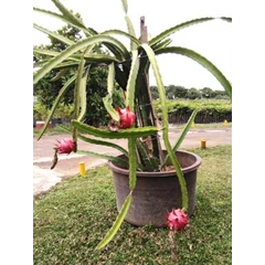 buah naga ; bibit tanaman buah ; tabulampot
