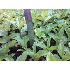 bibit markisa/ passion cutting/ passion fruit seedling
