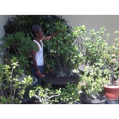 arabicum giant size ( only for bali)