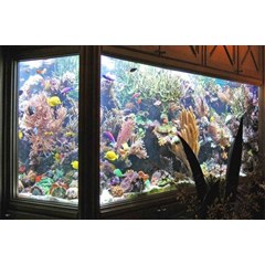 jasa setting & perawatan aquarium di bali