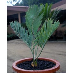 encephalartos eugene maraisii