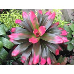 bromelia pink greac