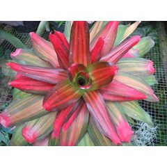 bromelia daun