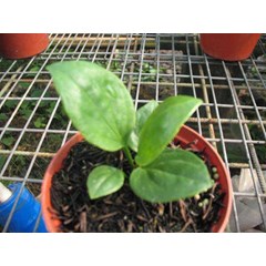 cobra biji varigata garis