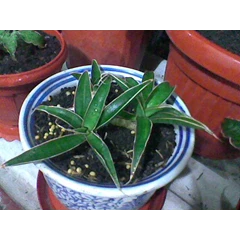 aethopica rumpun 3