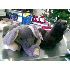 gajah