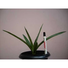 sansevieria katana