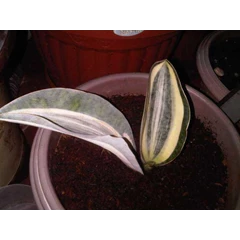 sanseveria giant varigatha
