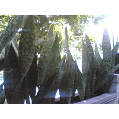sansevieria ' aub tiger'