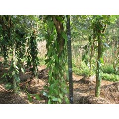 * * * * * vanilla / vanili planifolia andrews* * * * * *