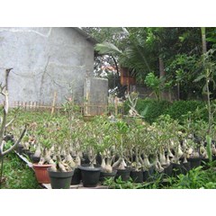 adenium obesum grafting klas a