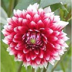 bunga dahlia