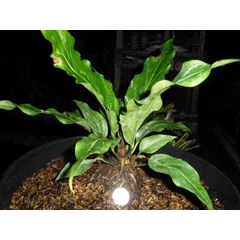 anthurium gelcin