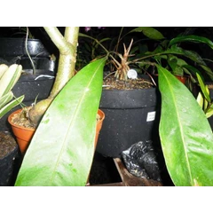anthurium bulu jago