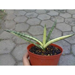 sanse patula varigata