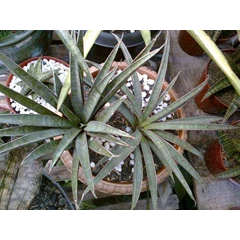 sansevieria aethiopica ' blue'