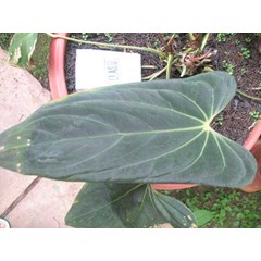 anthurium spesies